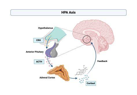 Schema: axa HPA si efectele asupra reproductiei