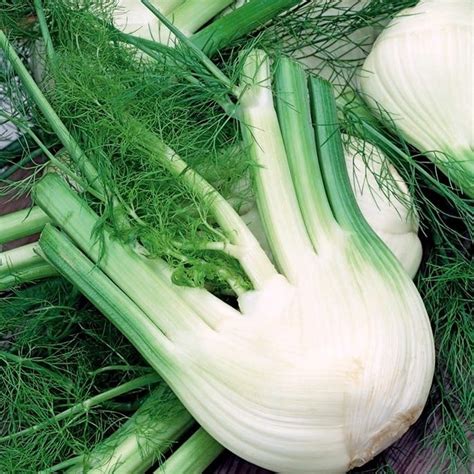 Ilustrație cu plantele medicinale: fenicul, mușețel, tei, nalbă