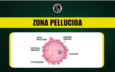 Legendaentering the zona and activating the oocyte = intrarea in zona si activarea ovocitelor;acrosome reaction and lyse of zona = reactie acrozoma si zona de liza;binding to the zona pellucida = legarea la zona pellucida;formation of male pronucleus = formarea pronucleului masculin (materialul genetic al spermei formeaza pronucleul masculin; restul materialului spermiei degenereaza);female pronucleus = pronucleul feminin (se formeaza dupa ce ovocitul secundat completeaza meioza II);second polar body = al doilea corp polar;first polar body = primul corp polar;zona pellucida;viteline space = spatiul vitelin.