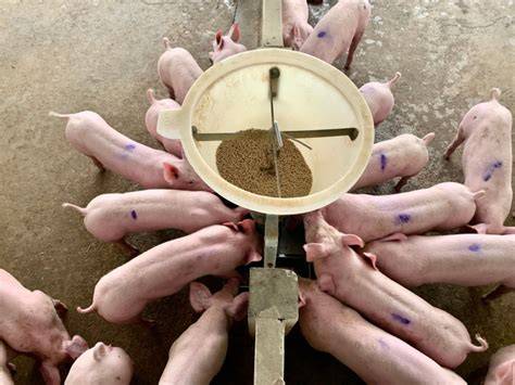 Infografic despre tipuri de adăpătoare pentru porci