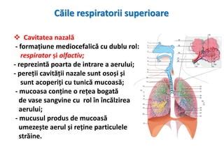 Infografic: Topologia sistemului respirator, de la cavitatea nazală la alveole