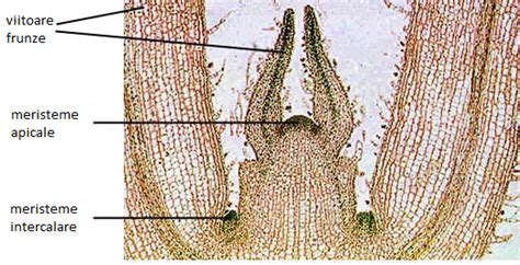 Imaginea localizarii meristemelor: apicale, intercalare si laterale