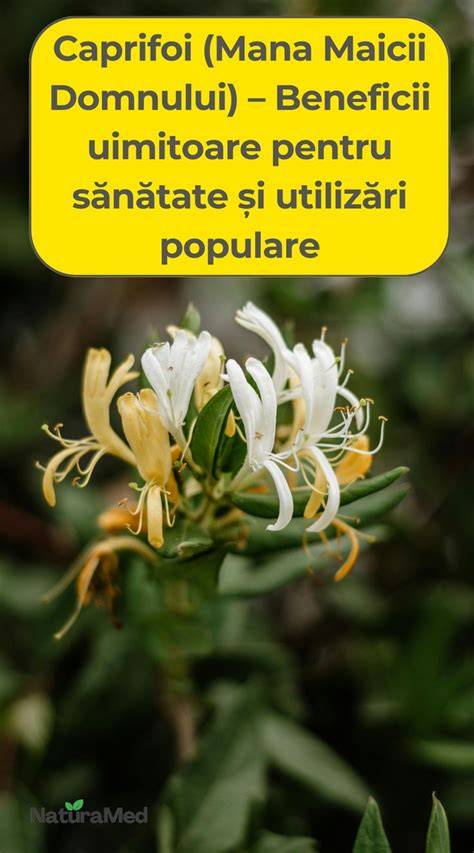 Informații vizuale despre plantele Caprifoi și Gălbenele (recomandate pentru îngrijire, plante, frunze, flori, utilizări)