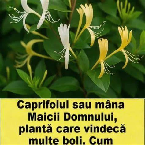 Caprifoiul - prezentare a plantei Mâna Maicii Domnului