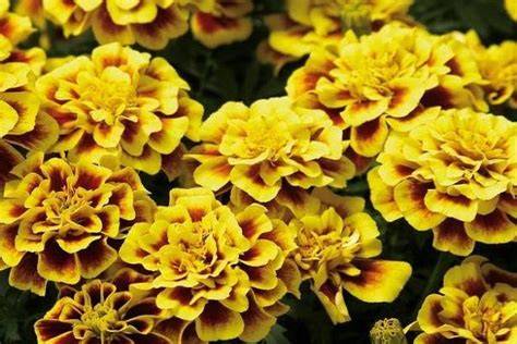 Inflorescențe de gălbenele