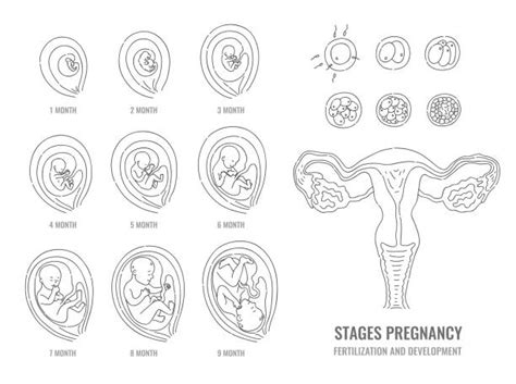 Ilustrație a embrionului uman