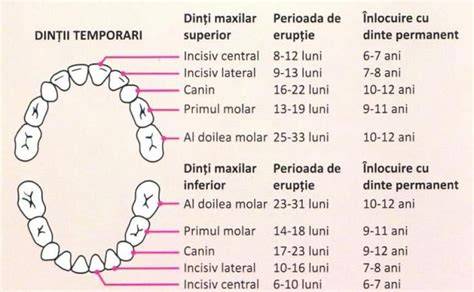 grafica-erupția-dinților-la-bebeluși