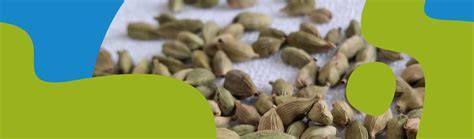 Infografic: Compoziția nutritivă a semințelor de cânepă
