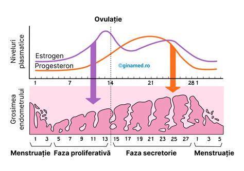 Infografic: factori de stil de viață care influențează ciclul menstrual