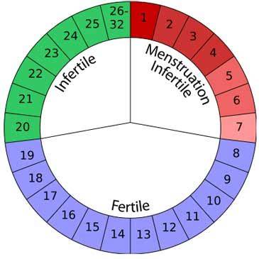 Diagrama pozitionarii testelor de fertilitate si ovulatie