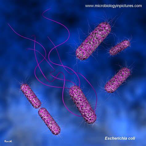 Infografic: tipuri de Escherichia coli și mecanismele lor patogene