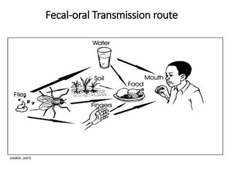 Schema transmisiei E. coli fecal-oral