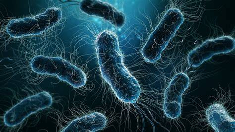 Schema principalselor localizari ale infectiilor cu E. coli
