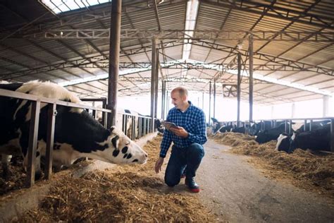 Infografic postură îngrijitor animale fermă: competențe, sarcini, cerințe