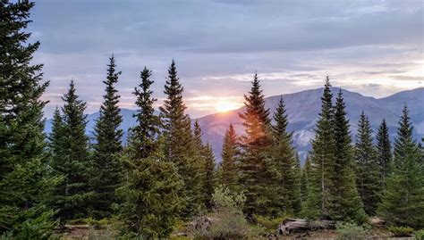 Ilustrație cu arbori în pădure, simbolizând masa lemnoasă.