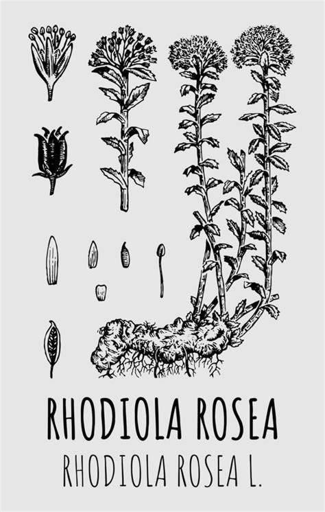 Imagine: Structura principalelor componente ale Rhodiola Rosea