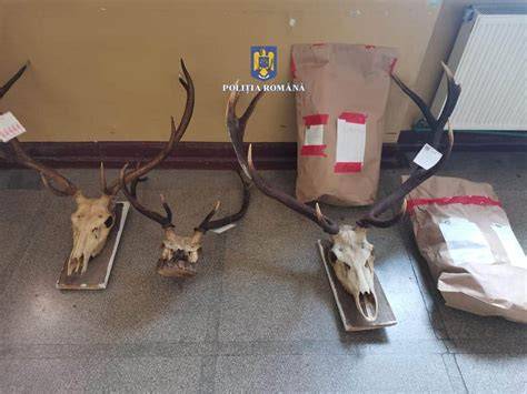 Infografic: Atribuții cheie ale paznicului de vânătoare: patrulare, prevenire braconaj, monitorizare fauna, raportare, colaborare