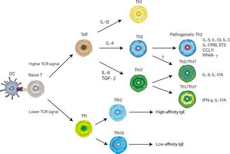 Diagramă a interfeței materno-fetală: NK, KIR-HLA, Treg, Th1/Th2/Th17