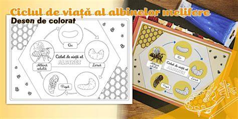 Infografice despre ciclul vieții albinelor, etapele de dezvoltare și rolul albinei în ecosistem