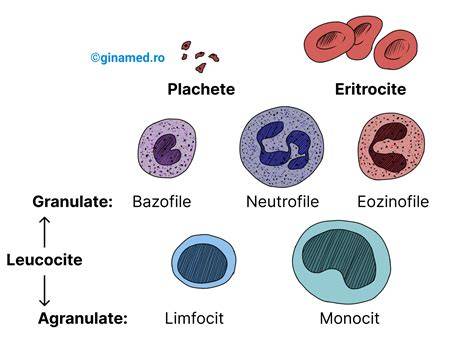 Infografic: Componentele hemoleucogramei complete (eritrocite, leucocite, trombocite)
