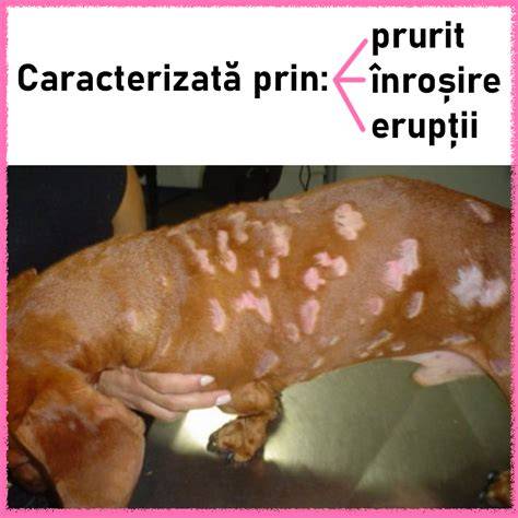 Schema răspunsurilor posibile pentru dermatita la câini