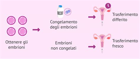 Infografic: Transfer embrioni congelați vs. transfer embrioni proaspeți: riscuri și beneficii