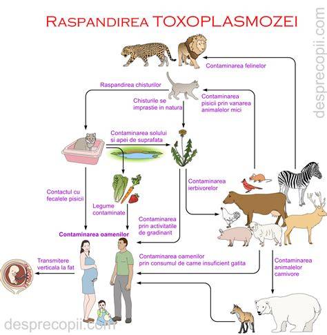 Diagrama riscuri: listerioza, toxoplasmoza, Salmonella în mezeluri