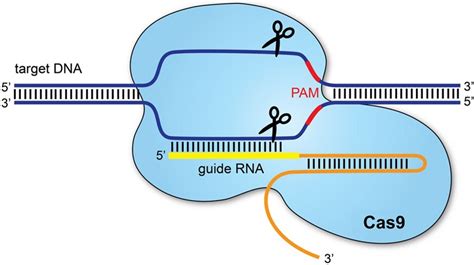 Ilustrație a tehnologiei CRISPR-Cas9