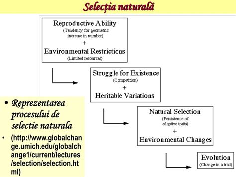 Diagramă simplificată a procesului de selecție embrionară