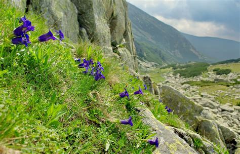 Flora specifică zonei Cheilor Șugăului, inclusiv iriși