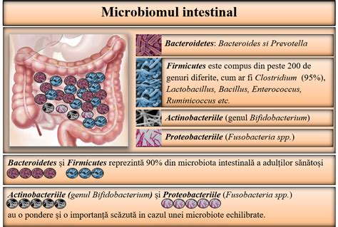Imagine/ Schema: Cum acționează probioticele în microbiom