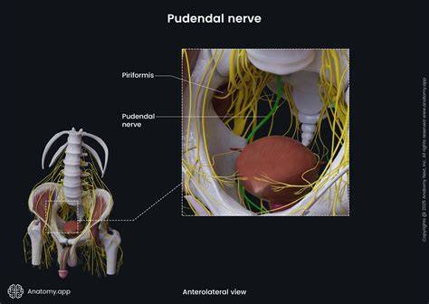 Infografic: căi nervoase ale excitării sexuale feminine (nerv pudendal, plex sacral, telencefal)