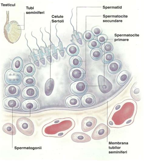 Infografic: cum se propagă spermatozoizii în corpul femele și cum afectează ovulația)