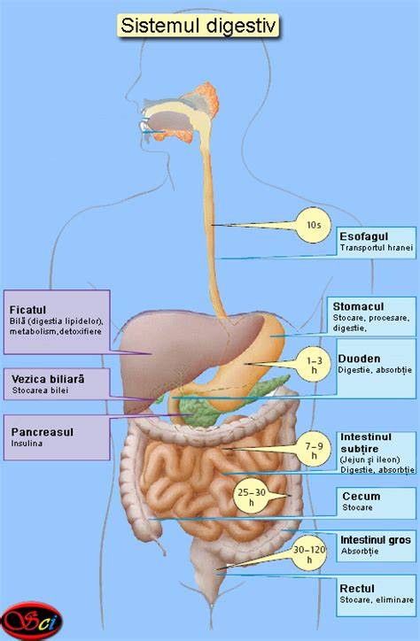 Diagrame: Rolul probioticelor în tractul digestiv al nou-născutului
