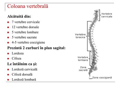 Infografic: harta chakrelor principale pe linia coloanei vertebrale, cu simboluri și locații