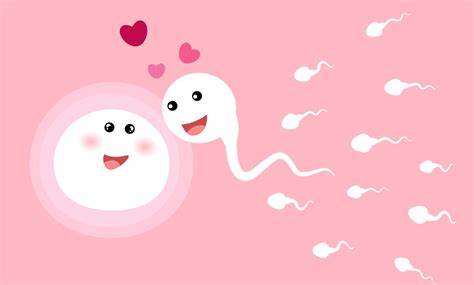 Infografic: Fereastra fertilă, durata ovulației, supraviețuirea spermatozoizilor