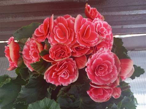 Ilustrație care compară florile masculine și feminine la castraveți