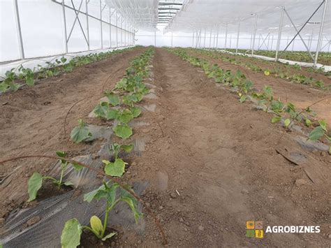 Schema de plantare recomandată pentru castraveți în seră