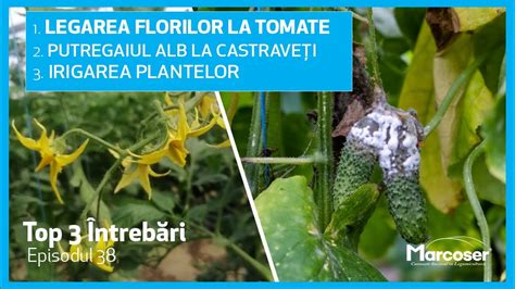 Infografic cu principalele cauze ale avortării florilor la castraveți