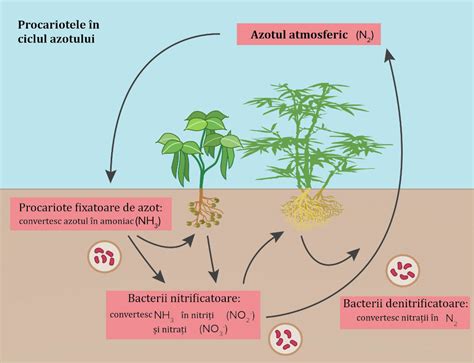 Schema acțiunii prostaglandinelor asupra ciclului reproductiv la cățea