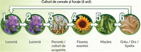 Imaginea 4. Diagramă de rotație a culturilor cu leguminoase în asolament