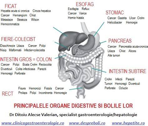 Splina: localizare si roluri fiziologice