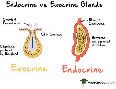 Pancreasul: roluri endocrine si exocrine