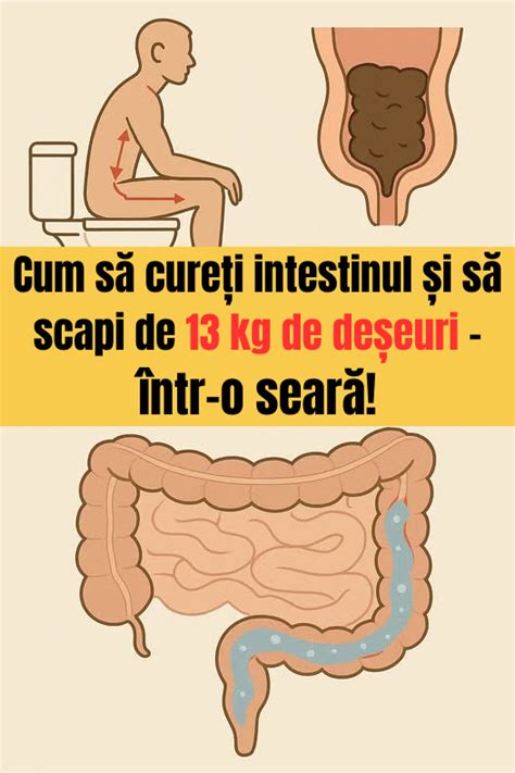 Colonul: roluri, microbiom și tranzit