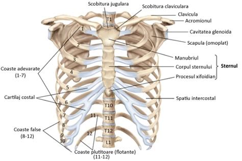 Vasele mari și limitele abdomenului: diagrama anatomică