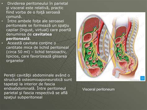 Peritoneul: delineări și spații abdominopelvine