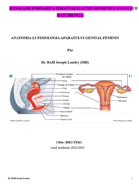 Infografic: Anatomia aparatului genital feminin și fluxul de consult medical