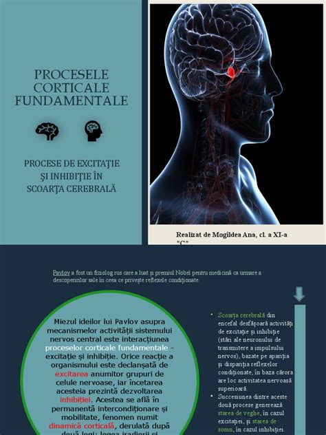 Infografic: Artera cerebrală posterioară - traseu anatonic și zonele perfuzate