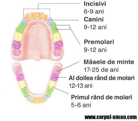 probleme dentare la copii