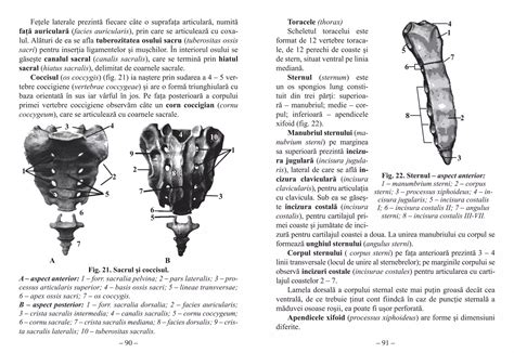 Anatomia măduvei osoase